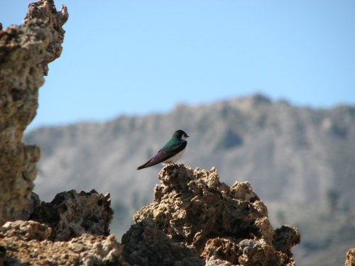 Mono Lake